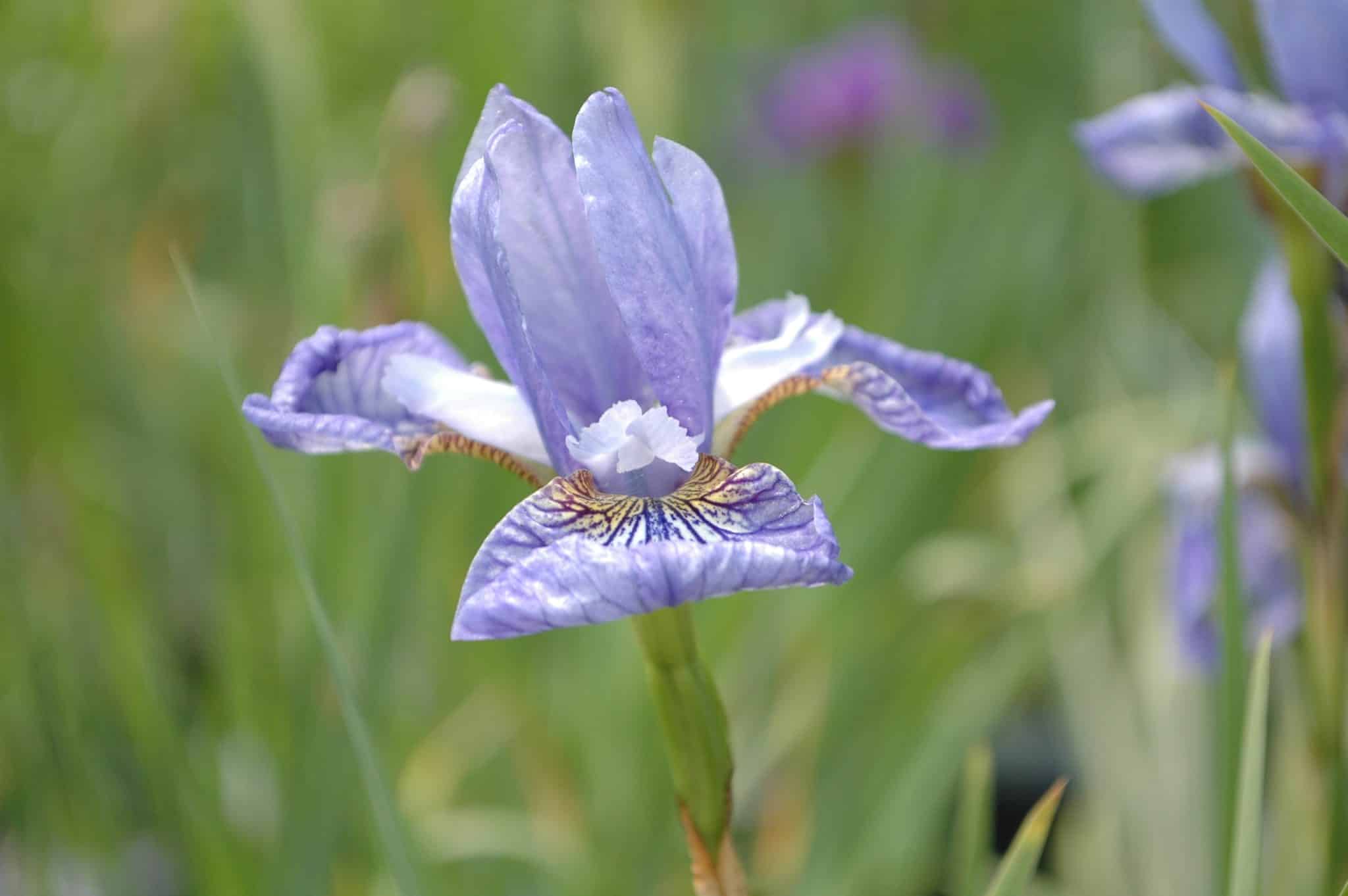 Un iris pour tous les jardins