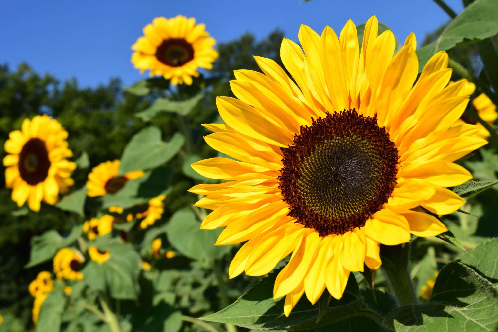 Semez du soleil!