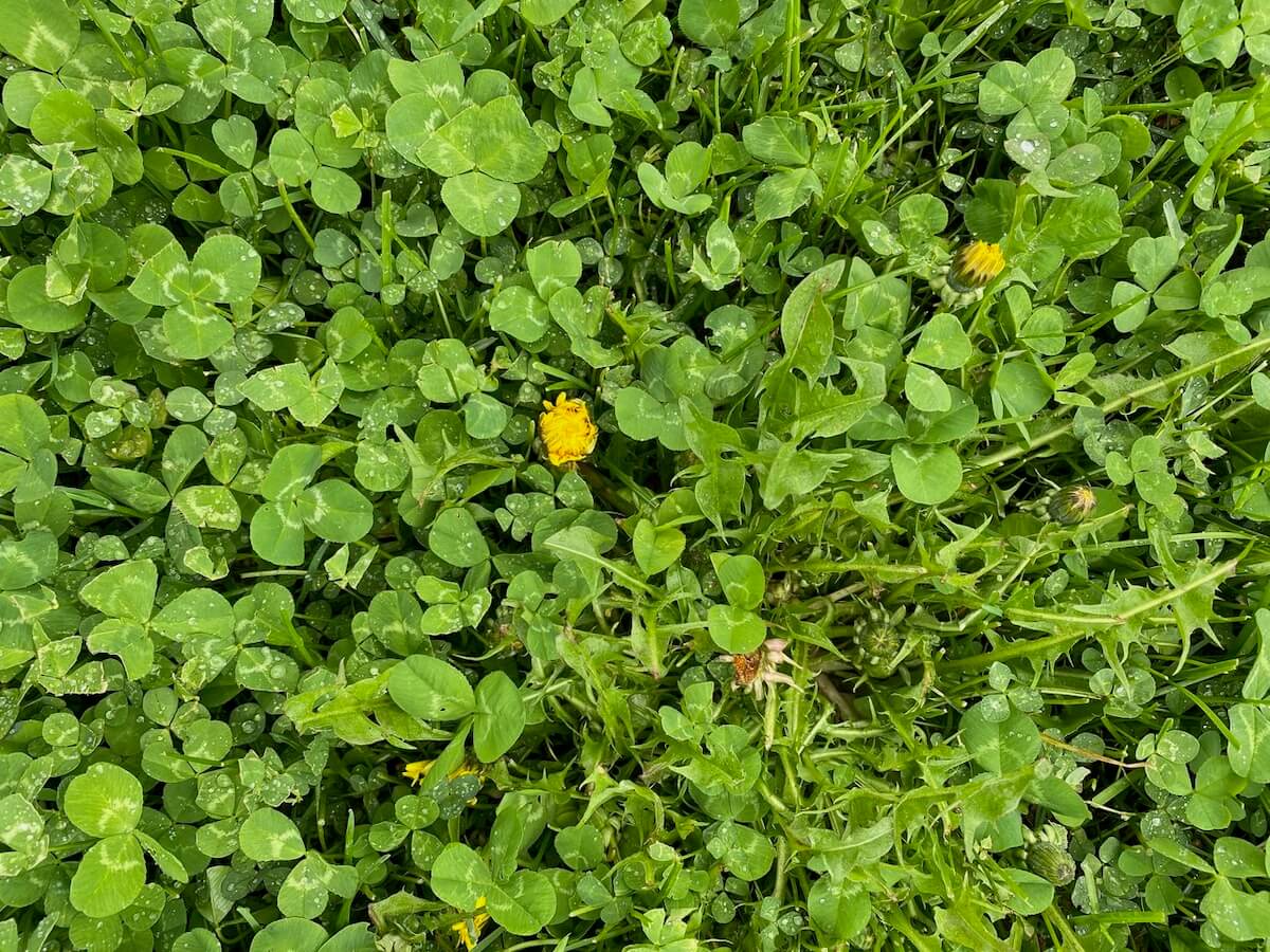 À propos des pesticides et des pissenlits