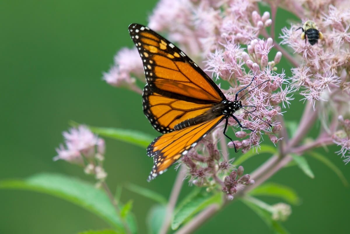 Réponses à vos questions: pollinisateurs
