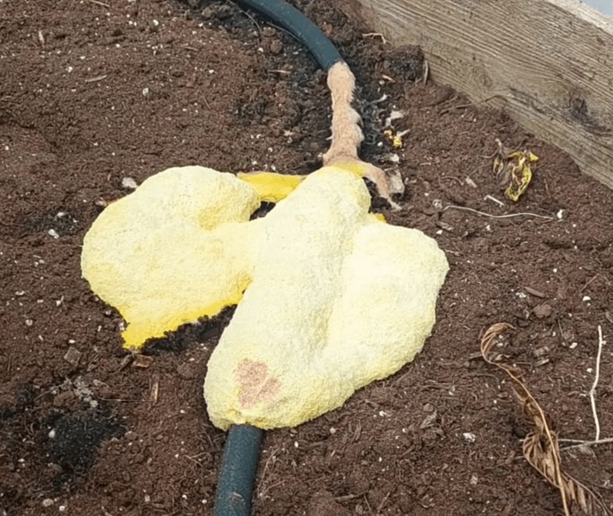 Un myxomycète dans le jardin