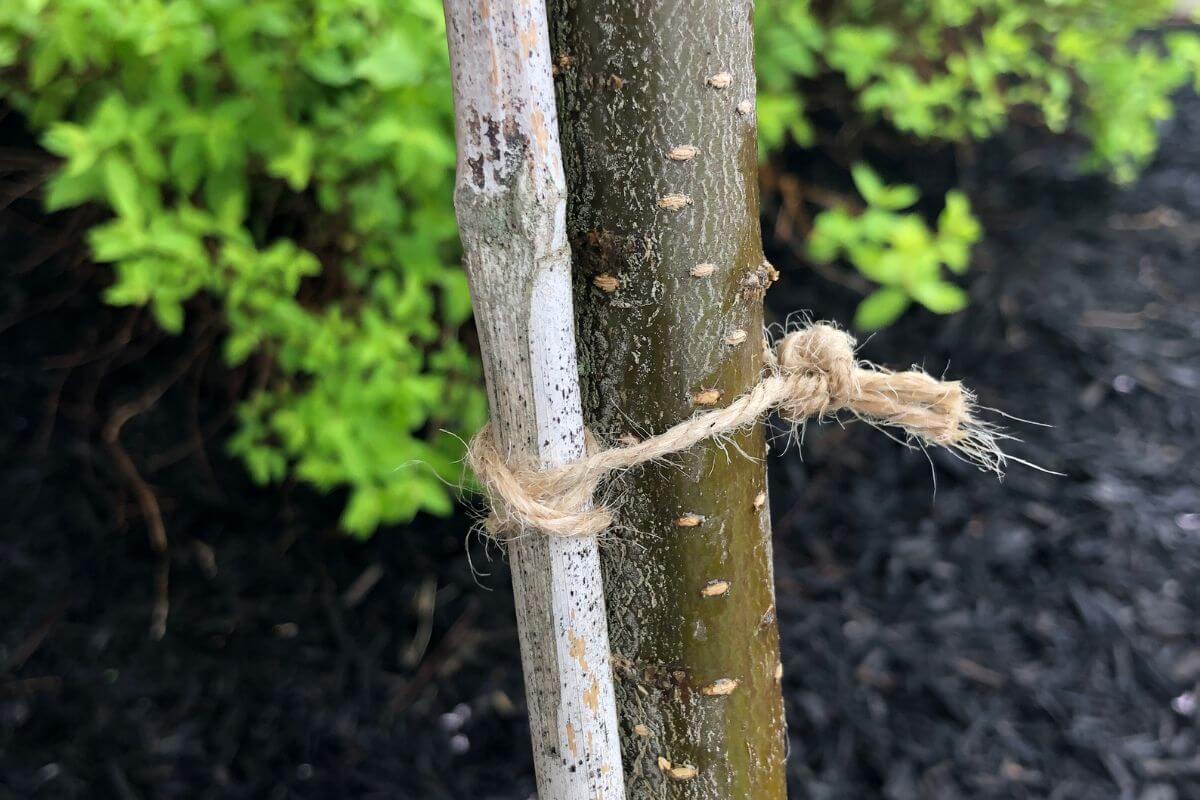 Libérez vos arbres des entraves!