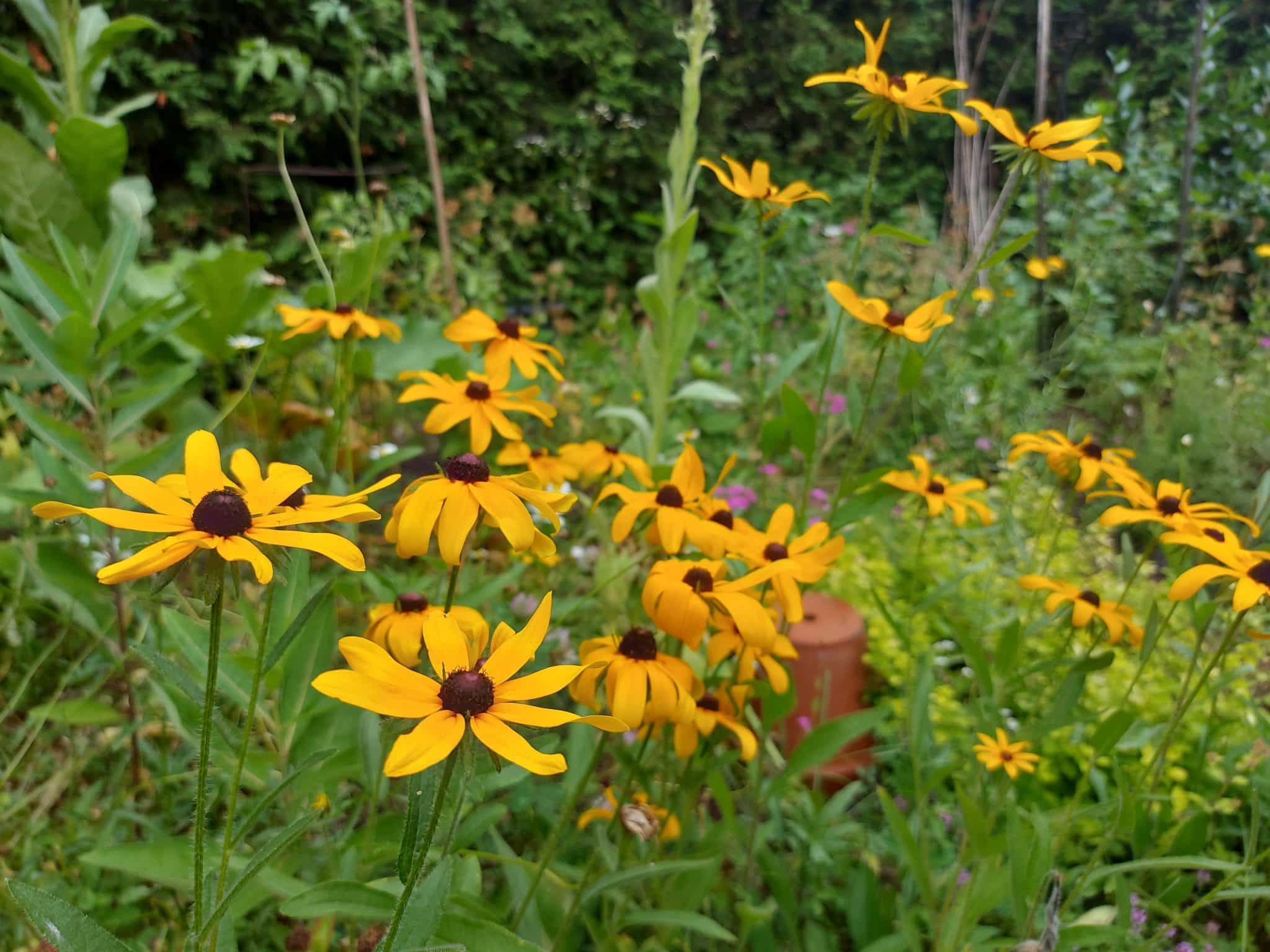 Un mois plus tard dans mon jardin…