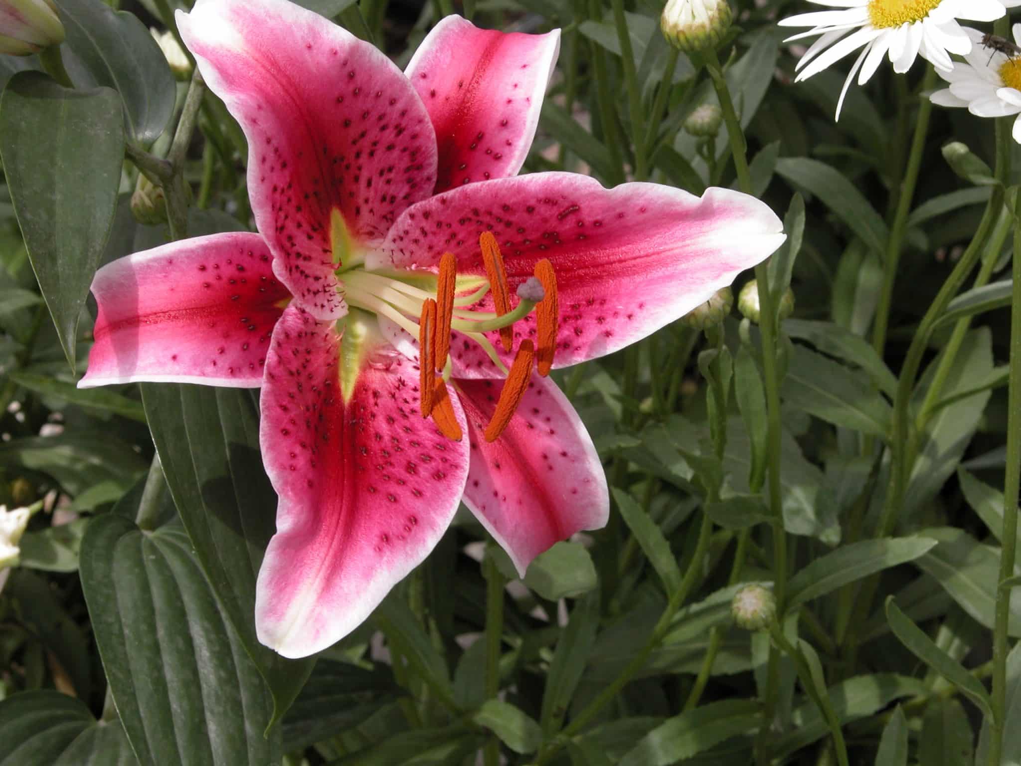 Mettre son jardin au parfum, grâce aux lis!