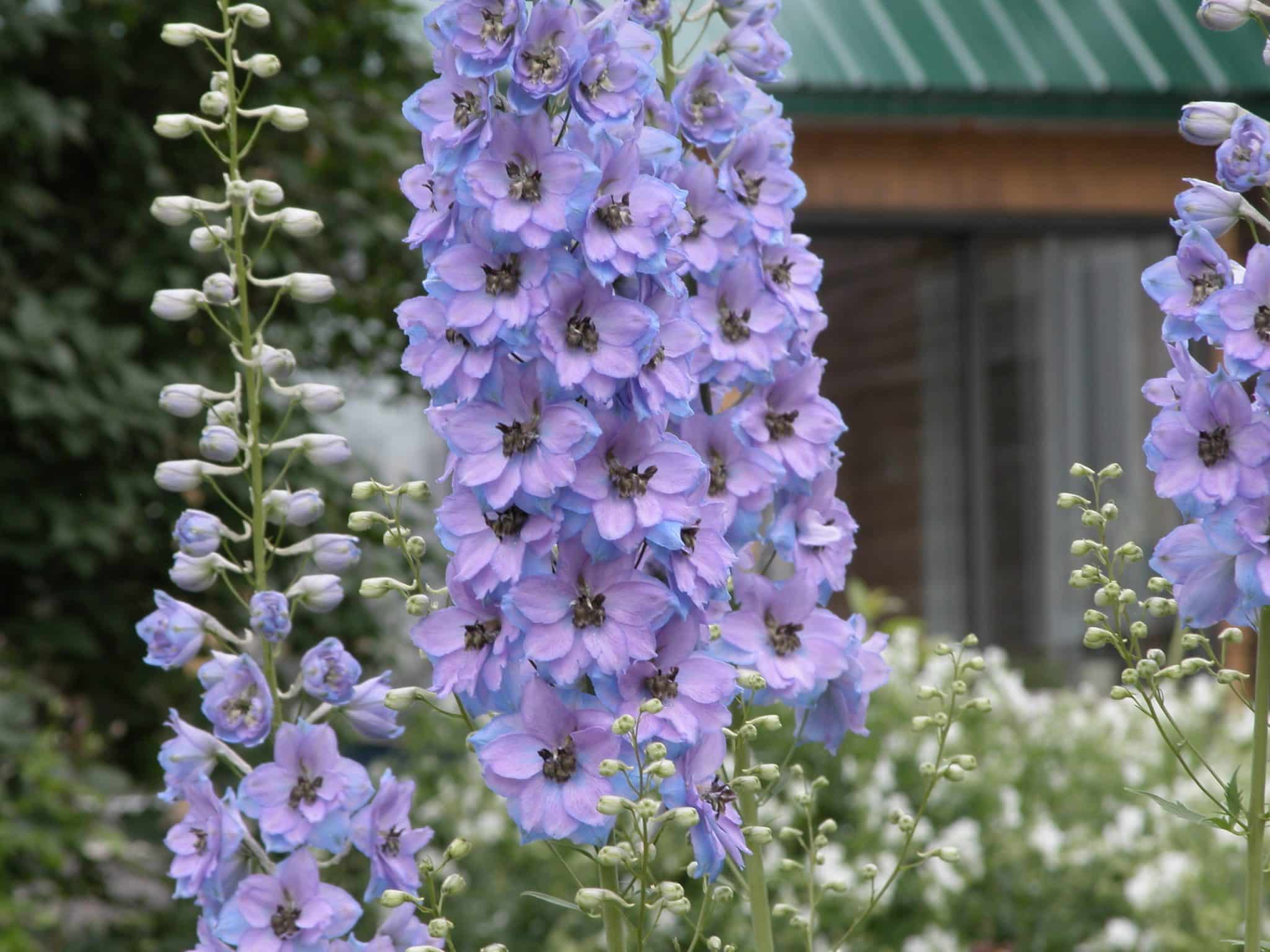 5 secrets pour avoir de beaux delphiniums