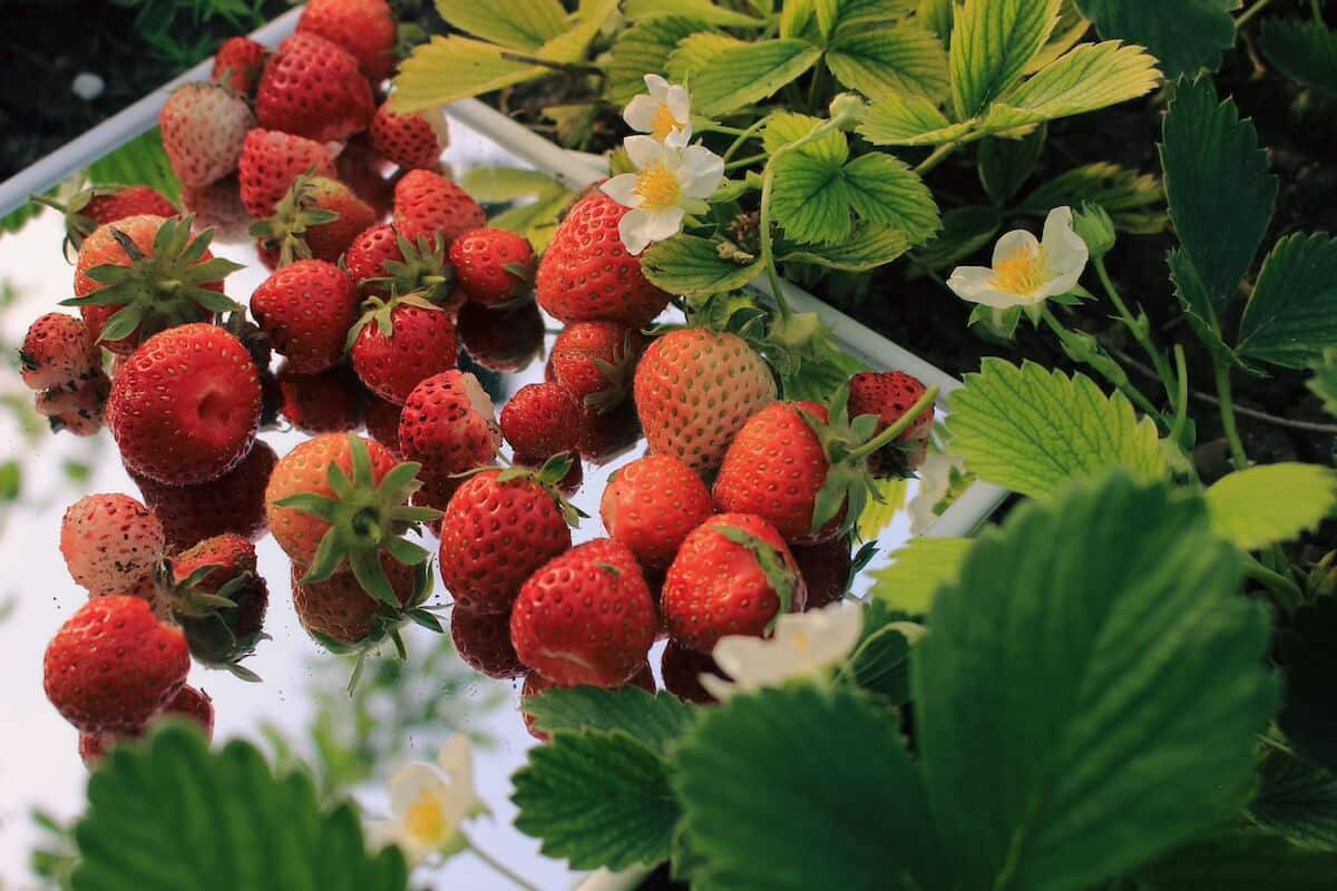 Nos fraises ne trichent pas (et c&rsquo;est pour ça qu&rsquo;elles sont si bonnes!)