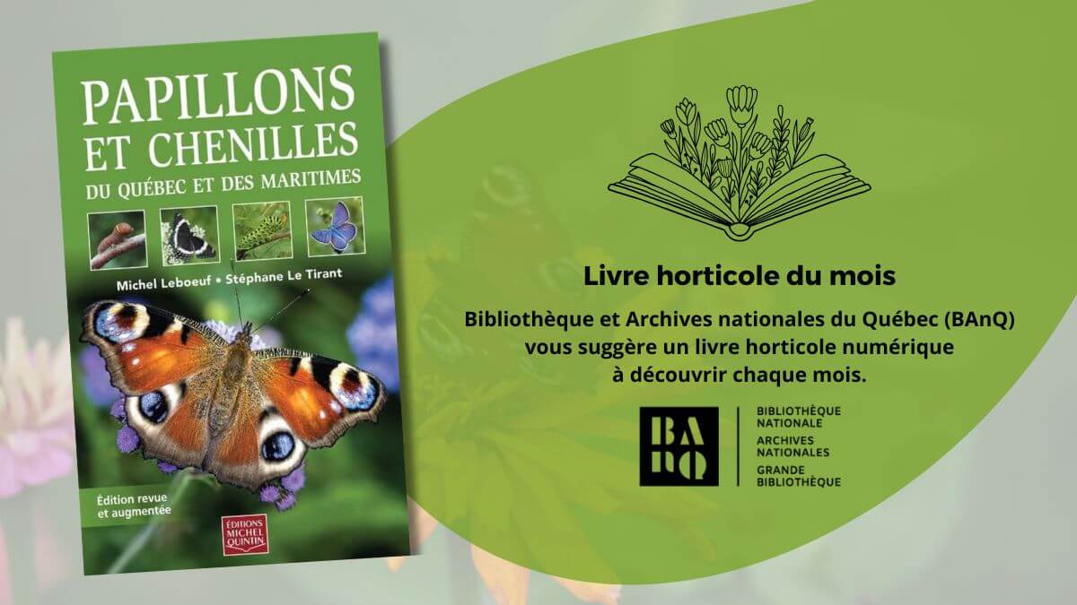 Papillons et chenilles du Québec et des maritimes: livre du mois de BAnQ