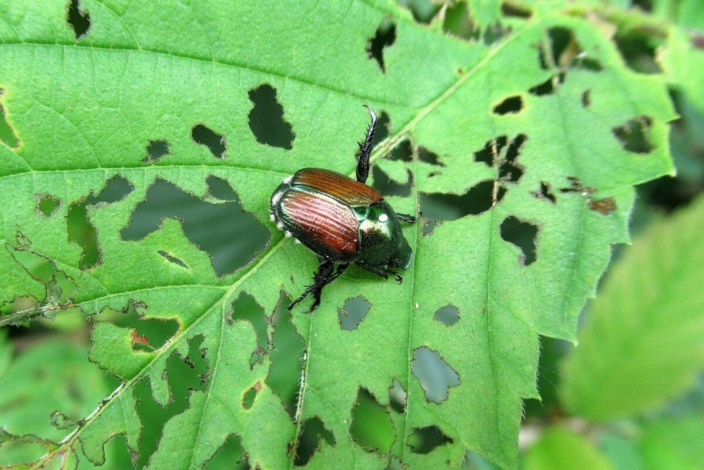 Plantes que les scarabées japonais n'aiment pas