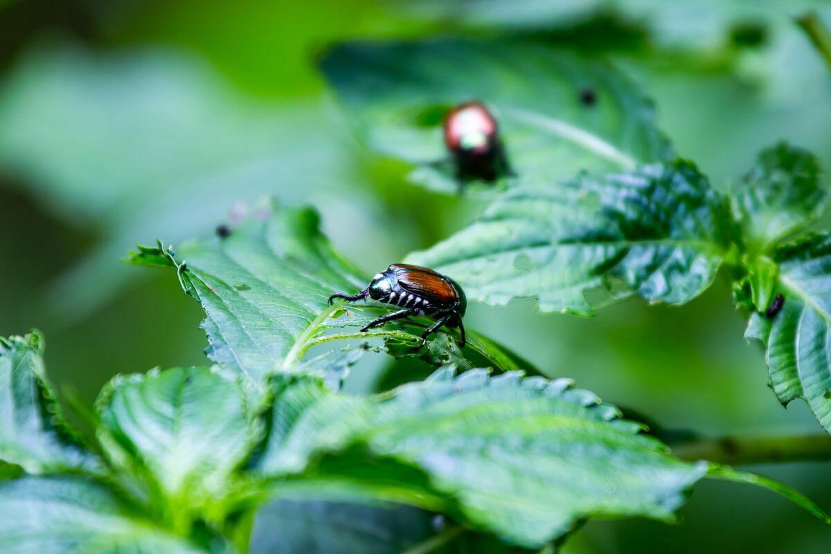 Liste des plantes hôtes préférées du scarabée japonais