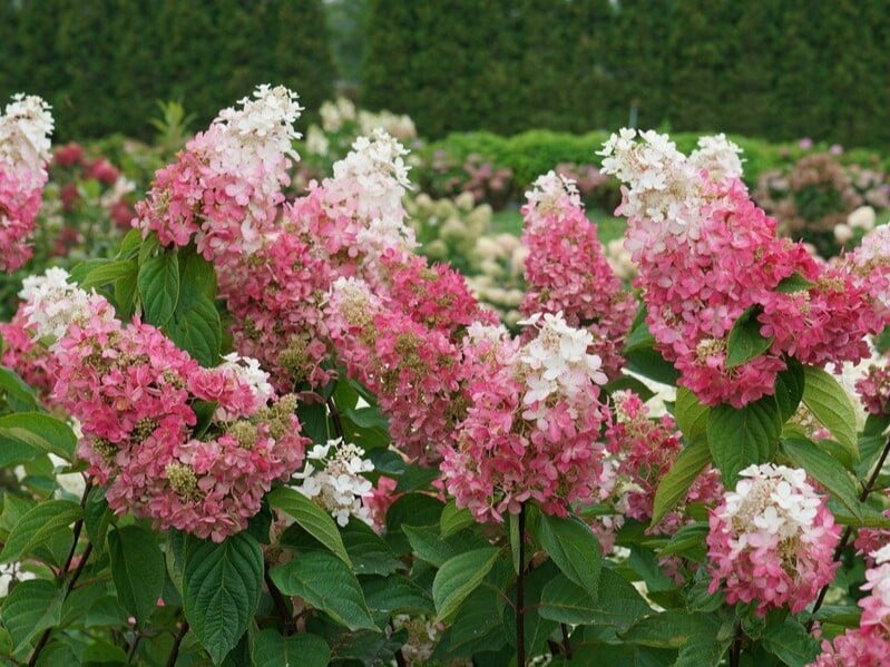 Quelle hydrangée paniculée choisir pour mon jardin?