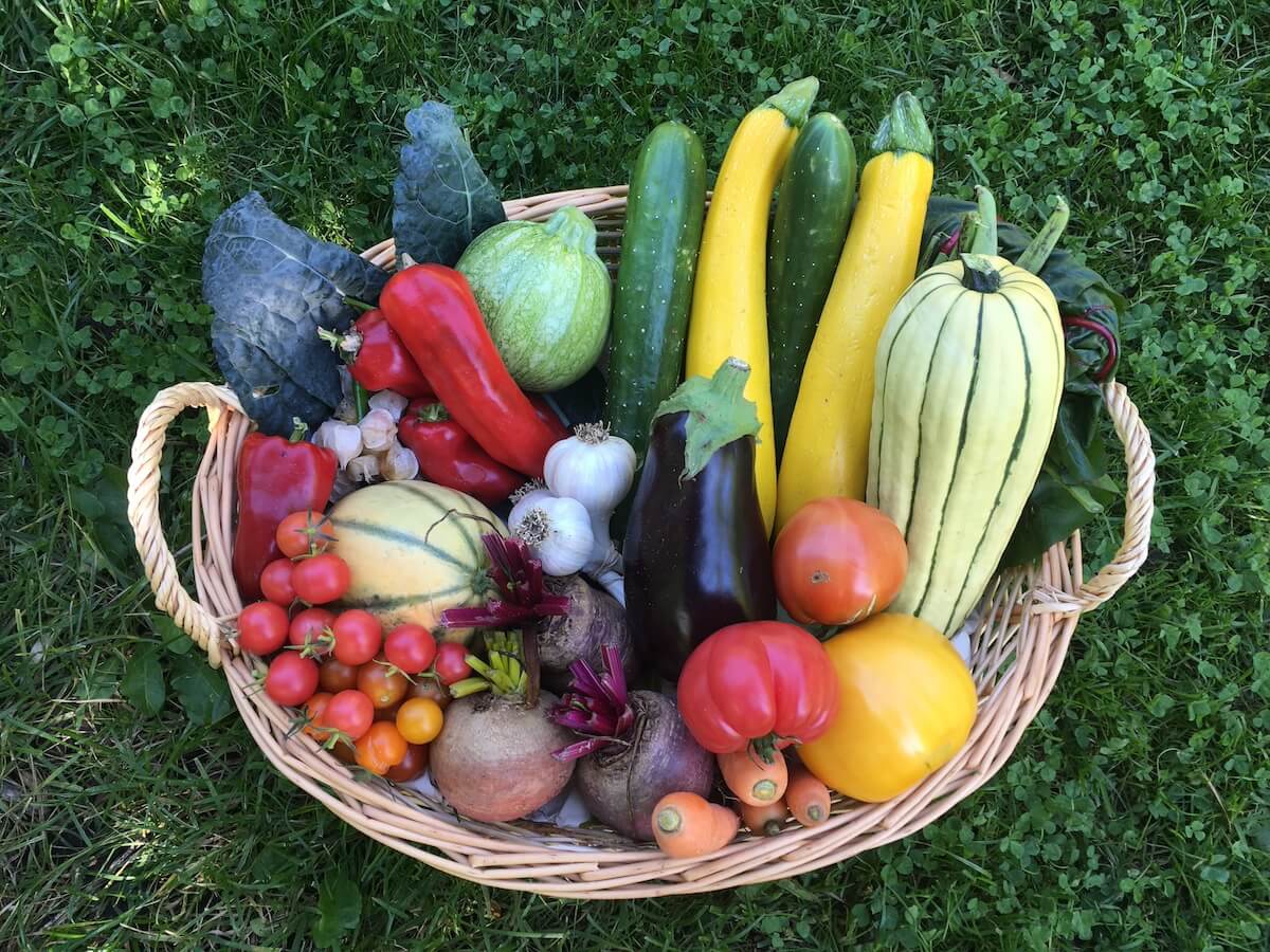 Récolter les légumes au bon moment et de la bonne façon (partie 2)