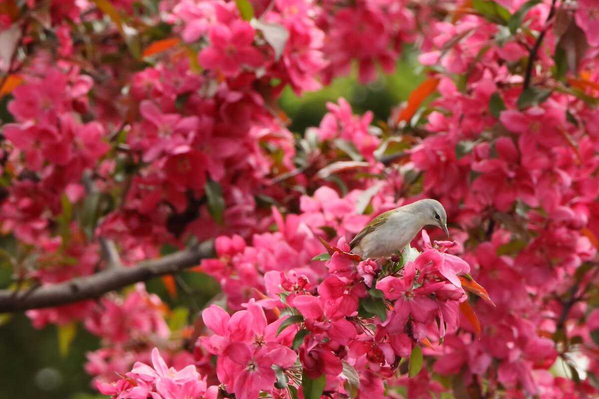 Les arbres fruitiers pour « mes » oiseaux!